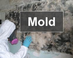 mold inspection